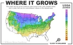 Phantom Hydrangea - 2 Gallon Pot -Bloom Haven 3a 8a 1