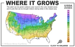 Arrowwood Viburnum - 3 Gallon Pot -Bloom Haven 3a 8b 14