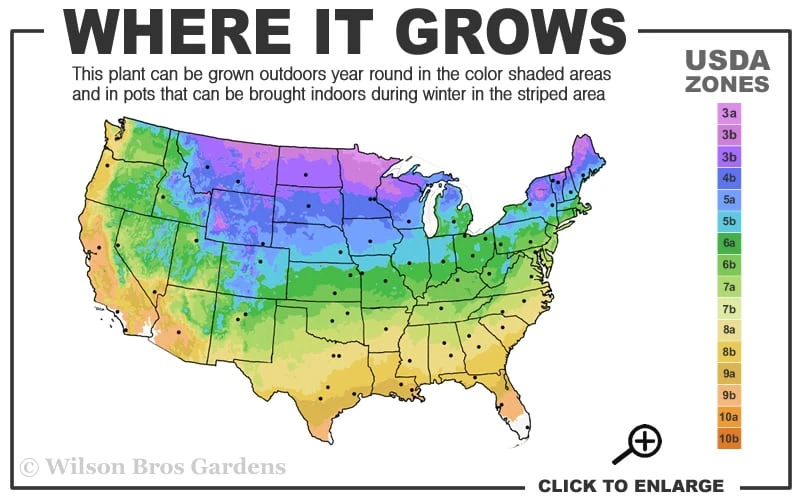 Little Lime Hydrangea - 3 Gallon Pot 3 Little Lime Hydrangea - 3 Gallon Pot - Image 3