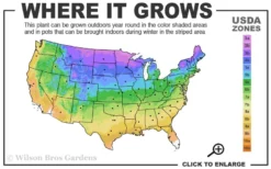 Little Lime Hydrangea - 1 Gallon Pot -Bloom Haven 3a 9b 11
