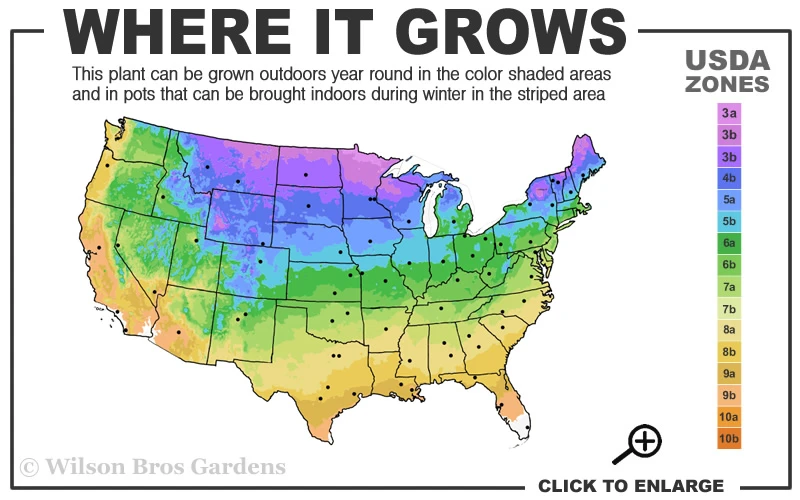 Annabelle Hydrangea - 1 Gallon Pot 3 Annabelle Hydrangea - 1 Gallon Pot - Image 3