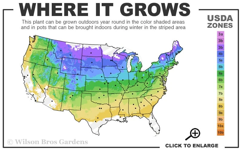 Maple Leaf Viburnum - 3 Gallon Pot 3 Maple Leaf Viburnum - 3 Gallon Pot - Image 3