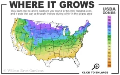 White Wedding Hydrangea - 3 Gallon Pot -Bloom Haven 4a 8b