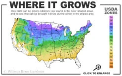 Vanilla Strawberry Hydrangea (Single Trunk Tree Form) - 7 Gallon Pot (5-7') -Bloom Haven 4a 8b 4