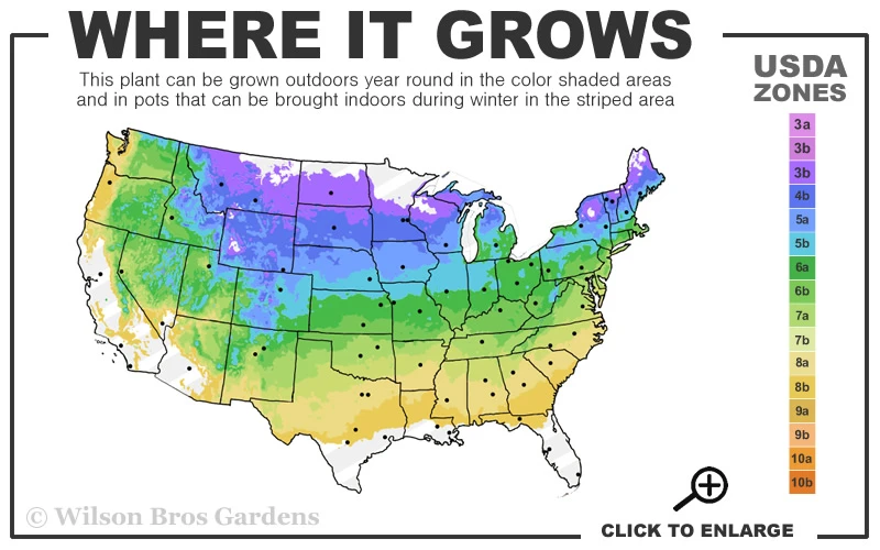 Sweet Azalea (Rhododendron Arborescens) - 3 Gallon Pot 3 Sweet Azalea (Rhododendron Arborescens) - 3 Gallon Pot - Image 3