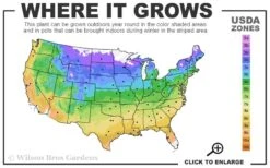 Let's Dance 'Can Do' Hydrangea - 2 Gallon Pot 10 Let's Dance 'Can Do' Hydrangea - 2 Gallon Pot -Bloom Haven 4a 9b 18