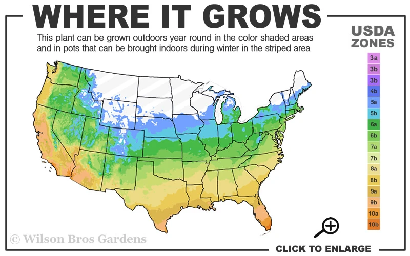 L.A. Dreamin Hydrangea - 1 Gallon Pot 3 L.A. Dreamin Hydrangea - 1 Gallon Pot - Image 3