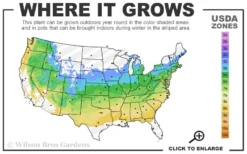 Summer Snowflake Viburnum - 1 Gallon Pot -Bloom Haven 5a 8b 20