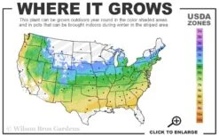 Zebra Hydrangea - 1 Gallon Pot -Bloom Haven 5a 8b