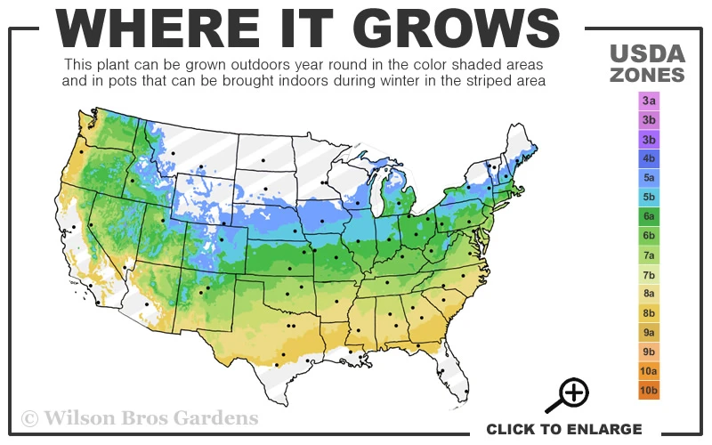 Nancy Of Robin Hill Azalea - 1 Gallon Pot 3 Nancy Of Robin Hill Azalea - 1 Gallon Pot - Image 3