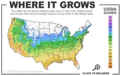 Pee Wee Dwarf Oakleaf Hydrangea - 1 Gallon Pot -Bloom Haven 5a 9b 14