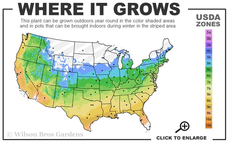 Winterstar Boxwood - 2 Gallon Pot 3 Winterstar Boxwood - 2 Gallon Pot - Image 3