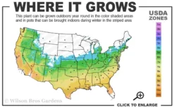 Lady In Red Hydrangea - 3 Gallon Pot 9 Lady In Red Hydrangea - 3 Gallon Pot -Bloom Haven 5b 9b