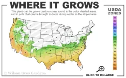 Perfecto Mundo Double Purple Reblooming Azalea - 3 Gallon Pot -Bloom Haven 6B 9B 14