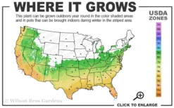 Summer Snow Gardenia - 3 Gallon Pot -Bloom Haven 6a 10a 2