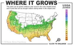 Winter's Snowman Camellia Hybrid - 7 Gallon Pot (3-4') -Bloom Haven 6a 10a