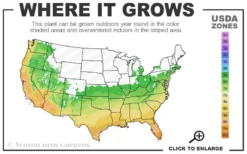 Crown Jewel Gardenia - 6-Pack Of 1 Gallon Pots -Bloom Haven 6a 10b 4