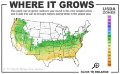 Variegated Boxwood 2-Ball Poodle Tier Topiary - 5 Gallon Pot -Bloom Haven 6a 8b 21