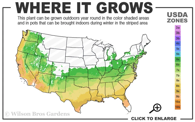 Korean Fire Camellia Japonica - 3 Gallon Pot 3 Korean Fire Camellia Japonica - 3 Gallon Pot - Image 3