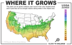 Orange Marmalade Native Azalea - 3 Gallon Pot -Bloom Haven 6a 9b 37