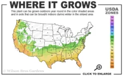 Arctic Dawn Cold Hardy Pink Camellia Hybrid - 1 Gallon Pot -Bloom Haven 6b 10a