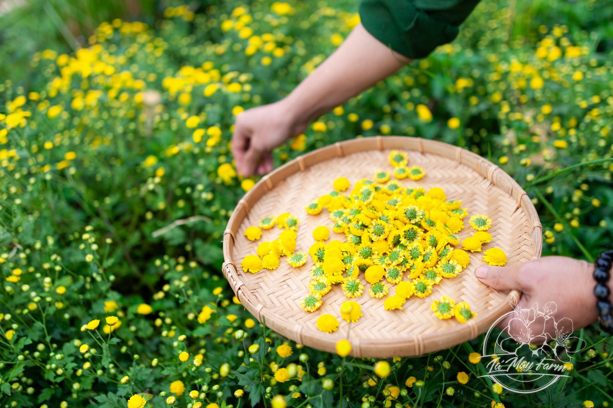 Bloom Haven -Bloom Haven 79633967 828150980960272 671239805668950016 n