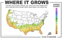 Pink Snow Camellia Sasanqua - 7 Gallon Pot (2-3') -Bloom Haven 7a 10a 2