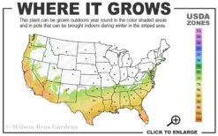 Pink Snow Camellia Sasanqua - 3 Gallon Pot -Bloom Haven 7a 10a
