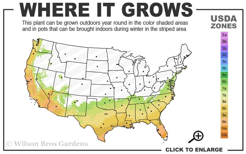 Pink Snow Camellia Sasanqua - 1 Gallon Pot 3 Pink Snow Camellia Sasanqua - 1 Gallon Pot - Image 3