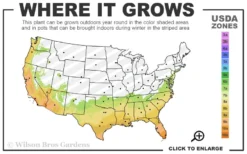 Pink Perfection Camellia Japonica - 2.5 Quart Pot -Bloom Haven 7a 10b 31