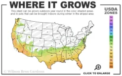 Spring Bouquet Viburnum - 6 Pack Of 1 Gallon Pots -Bloom Haven 7a 10b 85