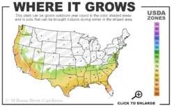 October Magic Orchid Camellia - 2 Gallon Pot -Bloom Haven 7a 9b 2