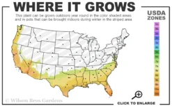 Red Formosa Azalea - 3 Gallon Pot -Bloom Haven 7b 10b 12