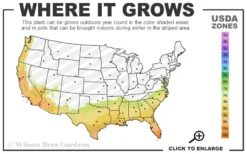 Radicans Creeping Dwarf Gardenia - 1 Gallon Pot -Bloom Haven 7b 10b 14