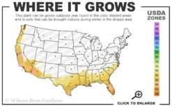 Look Again Camellia Japonica - 3 Gallon Pot -Bloom Haven 8a 11