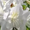 Mrs. G.G. Gerbing White Southern Indica Azalea - 1 Gallon Pot