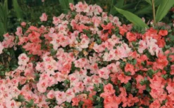 Hilda Niblett Azalea - 1 Gallon Pot 12 Hilda Niblett Azalea - 1 Gallon Pot -Bloom Haven Azalea Hilda Niblet Flowers 2 1