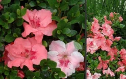 Hilda Niblett Azalea - 1 Gallon Pot 13 Hilda Niblett Azalea - 1 Gallon Pot -Bloom Haven Azalea Hilda Niblet Flowers 3 1