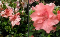 Hilda Niblett Azalea - 1 Gallon Pot 14 Hilda Niblett Azalea - 1 Gallon Pot -Bloom Haven Azalea Hilda Niblet Flowers 4 1