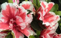 Mardi Gras Southern Indica Azalea - 6 Pack Of 1 Gallon Pots -Bloom Haven Azalea Mardi Gras 2