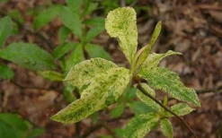 Dons Variegated Native Azalea - Rhododendron - 1 Gallon Pot -Bloom Haven Azalea Native Dons Variegated 3