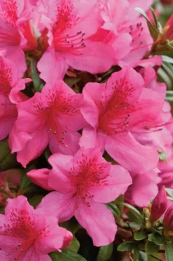 Pride Of Mobile Azalea - 1 Gallon Pot 8 Pride Of Mobile Azalea - 1 Gallon Pot -Bloom Haven Azalea Pride Of Mobile 500x750 1