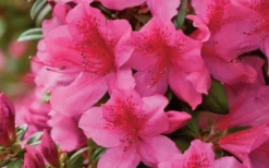 Pride Of Mobile Azalea - 1 Gallon Pot 9 Pride Of Mobile Azalea - 1 Gallon Pot -Bloom Haven Azalea Pride of Mobile 15