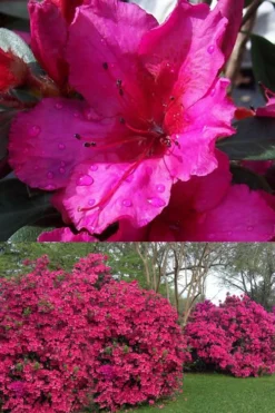 Red Formosa Azalea - 3 Gallon Pot -Bloom Haven Azalea Red Formosa 1 500x750 3