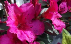 Red Formosa Azalea - 3 Gallon Pot -Bloom Haven Azalea Red Formosa 2