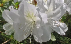 Mrs. G.G. Gerbing White Southern Indica Azalea - 1 Gallon Pot -Bloom Haven Azlea GG Gerbing Flower