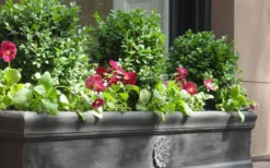 Dwarf English Boxwood - 2 Gallon Pot -Bloom Haven Boxwood Dwarf English 2