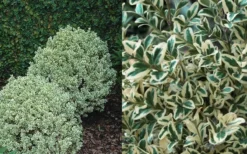Dwarf Variegated Boxwood - 1 Gallon Pot -Bloom Haven Boxwood Dwarf Variegated 50 2
