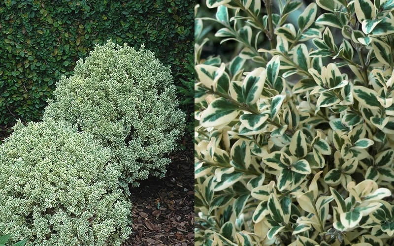 Dwarf Variegated Boxwood - 5 Gallon Pot 4 Dwarf Variegated Boxwood - 5 Gallon Pot - Image 4