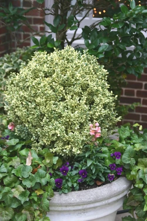 Dwarf Variegated Boxwood - 5 Gallon Pot 1 Dwarf Variegated Boxwood - 5 Gallon Pot